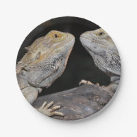 Dragon barbu