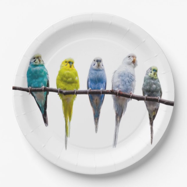 Assiettes En Carton Économies (Devant)