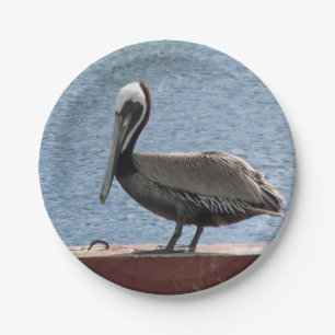 Assiettes En Carton Faune Brown Pelican Water Photo