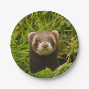 Assiettes En Carton Ferret Brown dans l'herbe