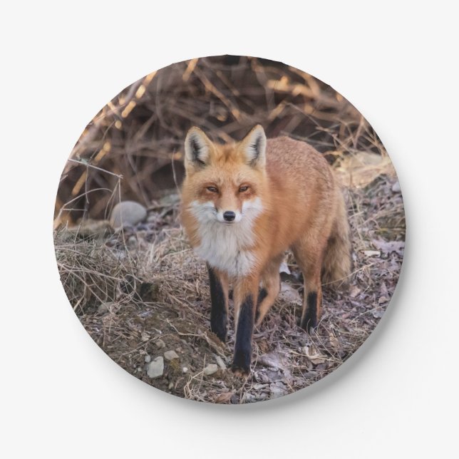 Assiettes En Carton Fin de Fox rouge et personnel (Devant)