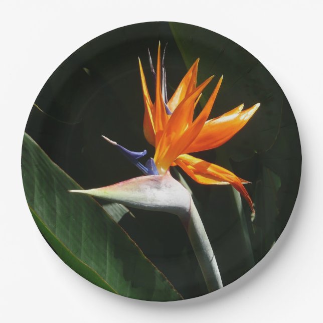Assiettes En Carton Flower tropical orange paradise (Devant)