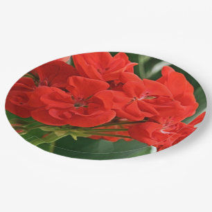 Assiettes En Carton Géranium rouge