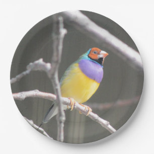 Assiettes En Carton Gouldian finch