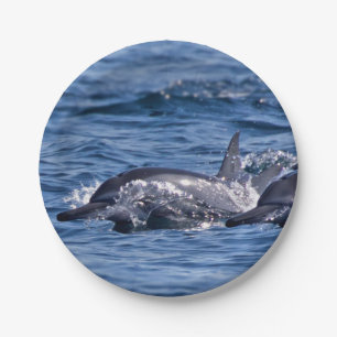 Assiettes En Carton Groupe de dauphins de goulot