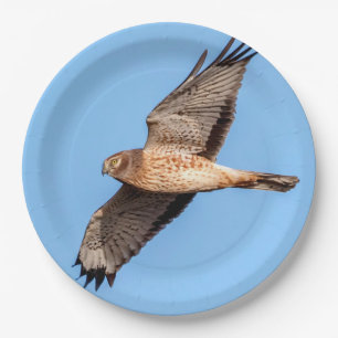 Assiettes En Carton Harrier du Nord en vol