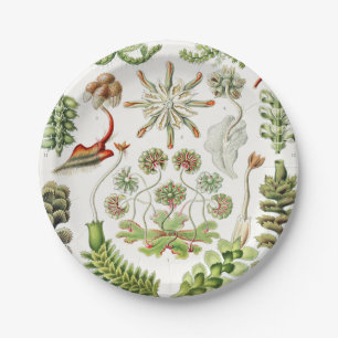 Assiettes En Carton Hepaticae Lebermoose par Ernst Haeckel