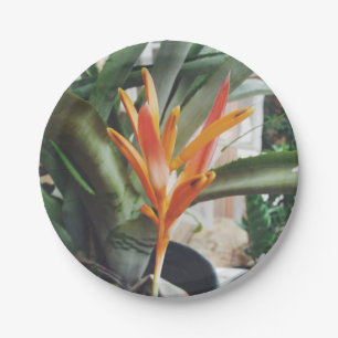 Assiettes En Carton Herbe pérenne de l'Heliconia Beak Beak Parrot