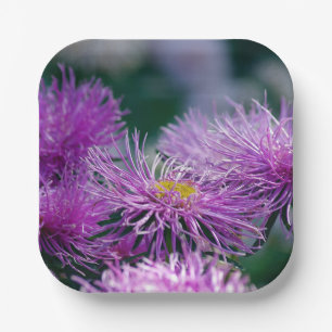 Assiettes En Carton Histoires de fleurs / Aster Flower