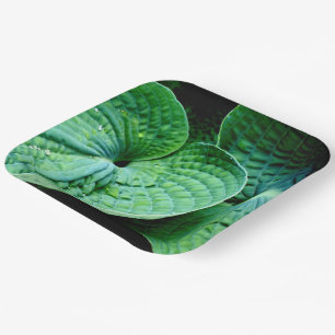 Assiettes En Carton Hosta Heart