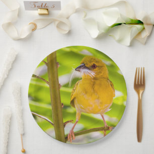 Assiettes En Carton Il est temps de construire le nid