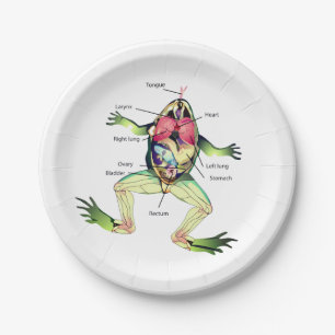 Assiettes En Carton Illustration de l'anatomie de la grenouille