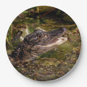 Assiettes En Carton Jeune alligator