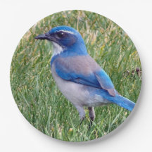 Joli Blue Scrub Jay Bird Photo