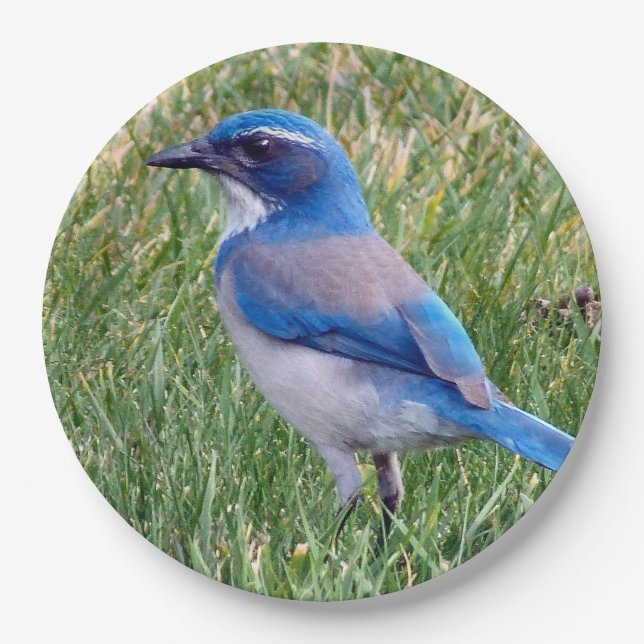 Assiettes En Carton Joli Blue Scrub Jay Bird Photo (Devant)
