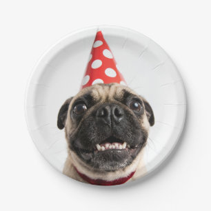 Assiettes En Carton Joli Pug d'anniversaire en chapeau de fête rouge