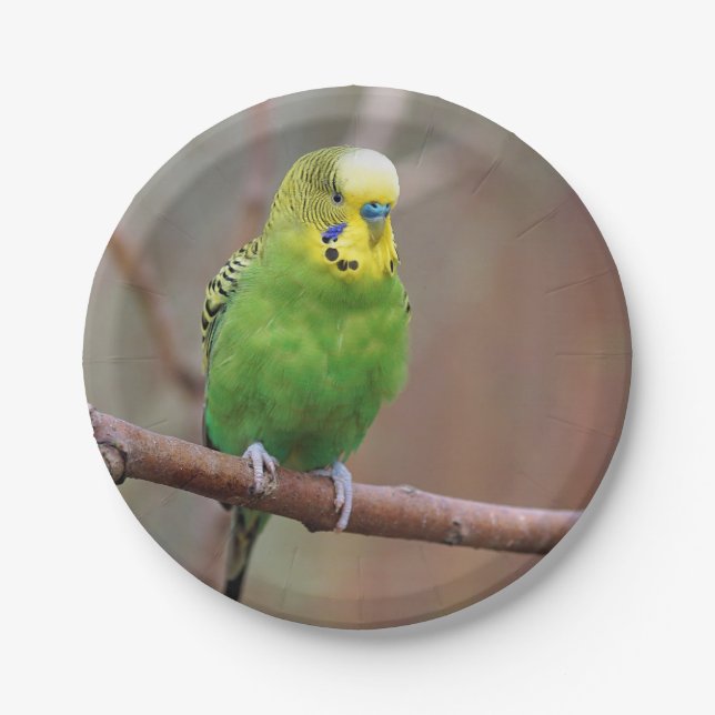 Assiettes En Carton Jolie plaque de papier photo Green Budgie (Devant)