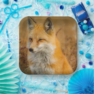 Assiettes En Carton Jote Red Fox Wilderness Nature Photographie
