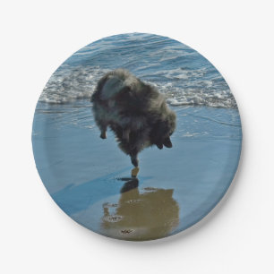 Assiettes En Carton Keeshond Ballet Photographie - Joli chien d'origin