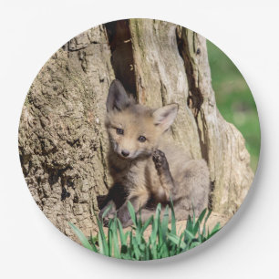 Assiettes En Carton Kit Fox dans la vallée de l'Hudson