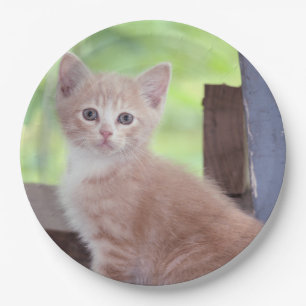 Assiettes En Carton Kitten