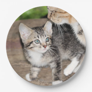 Assiettes En Carton Kitten