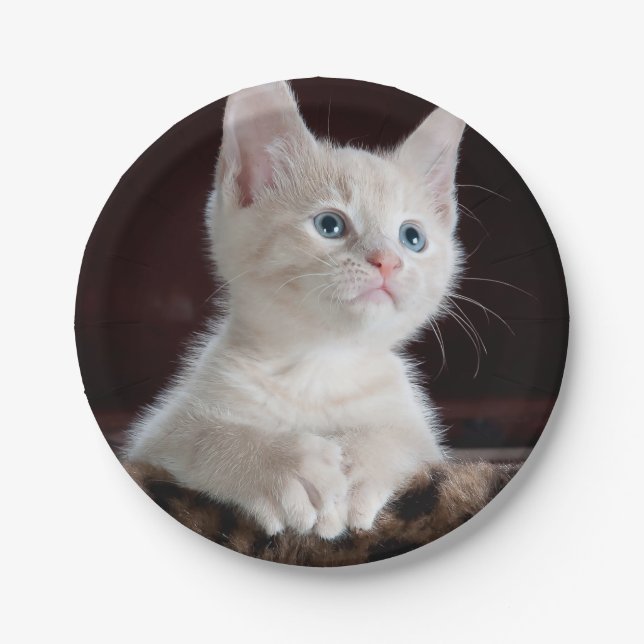Assiettes En Carton Kitten blanc vulnérable (Devant)