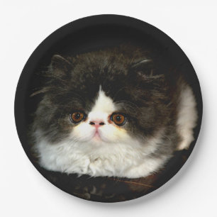 Assiettes En Carton Kitten noir et blanc