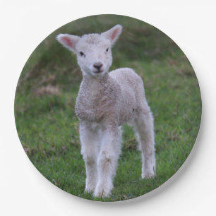 Assiettes En Carton Lamb Bébé Mouton ferme animal