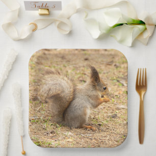 Assiettes En Carton L'écureuil mignon mange une photo de noix
