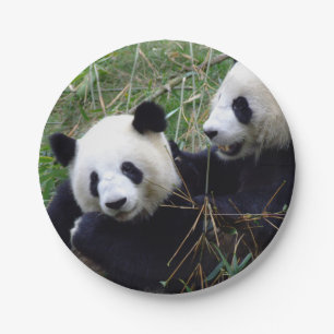 Assiettes En Carton Les Ours de Panda géants mangent du bambou (fête