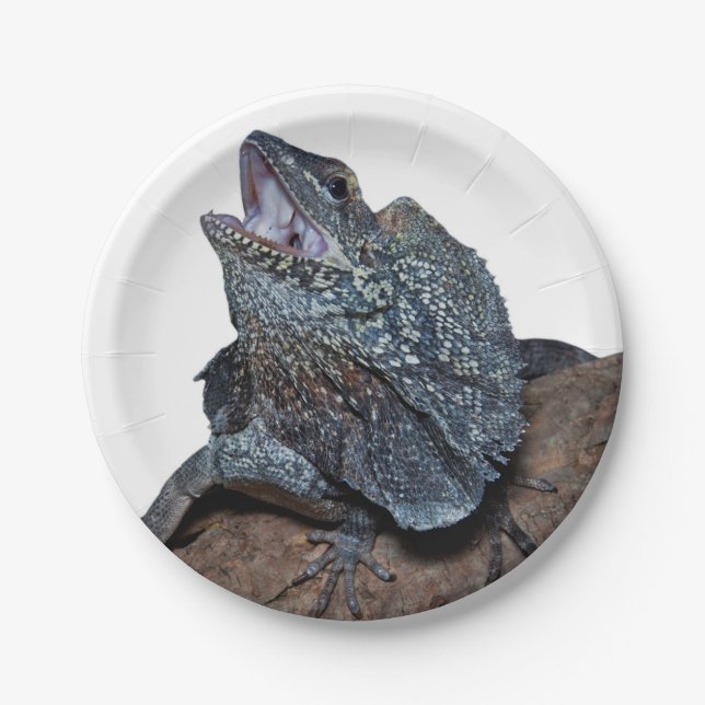Assiettes En Carton lézard de Frilled-cou (Devant)