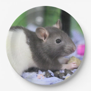 Assiettes En Carton Lil rat