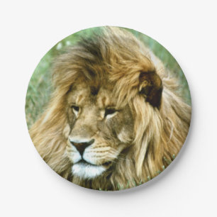Assiettes En Carton Lion africain