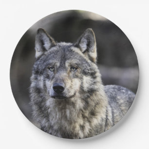 Assiettes En Carton Loup gris