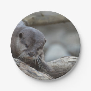 Assiettes En Carton Loutre adorable