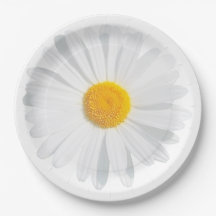 marguerite blanche
