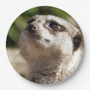 ASSIETTES EN CARTON MEERKAT