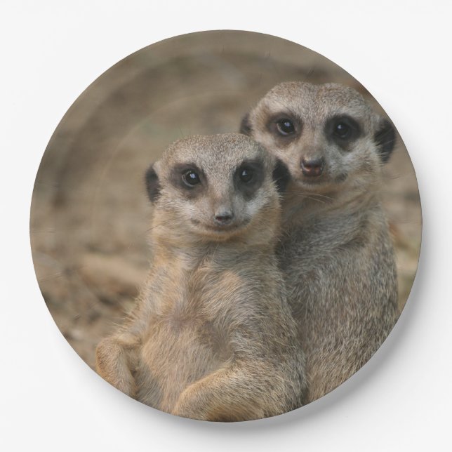 Assiettes En Carton Meerkat_20170901_by_JAMFoto (Devant)