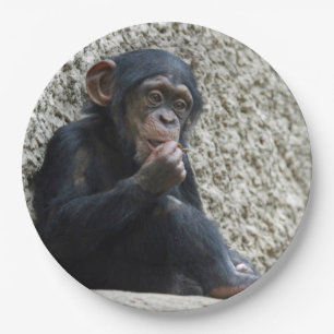 Assiettes En Carton Mer de Chimpané 013