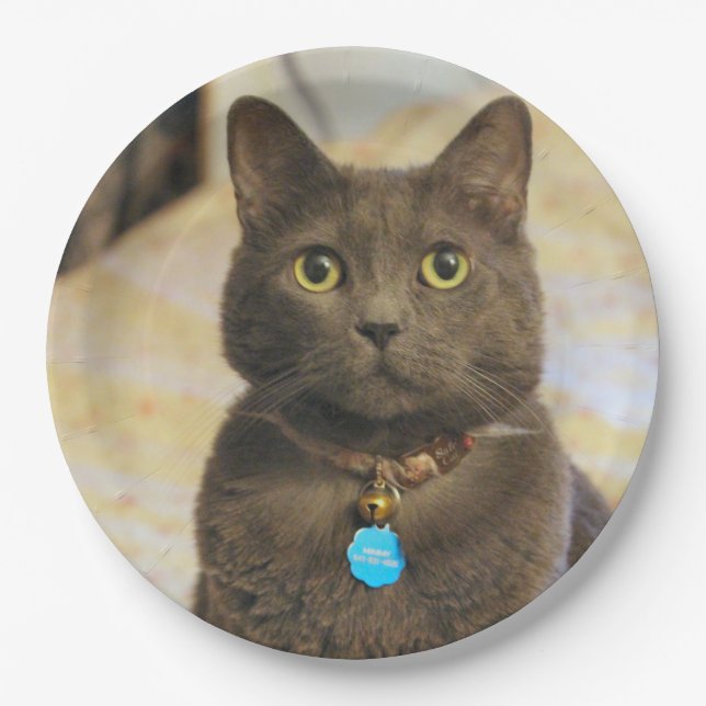 Assiettes En Carton Mims (Devant)