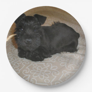 Assiettes En Carton mini chiot de schnauzer