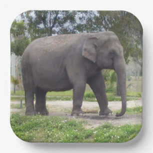 Assiettes En Carton Œuvre d'art de l'éléphant d'Asie gris doux