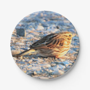 Assiettes En Carton Oiseau du Bruant