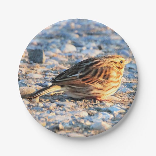 Assiettes En Carton Oiseau du Bruant (Devant)