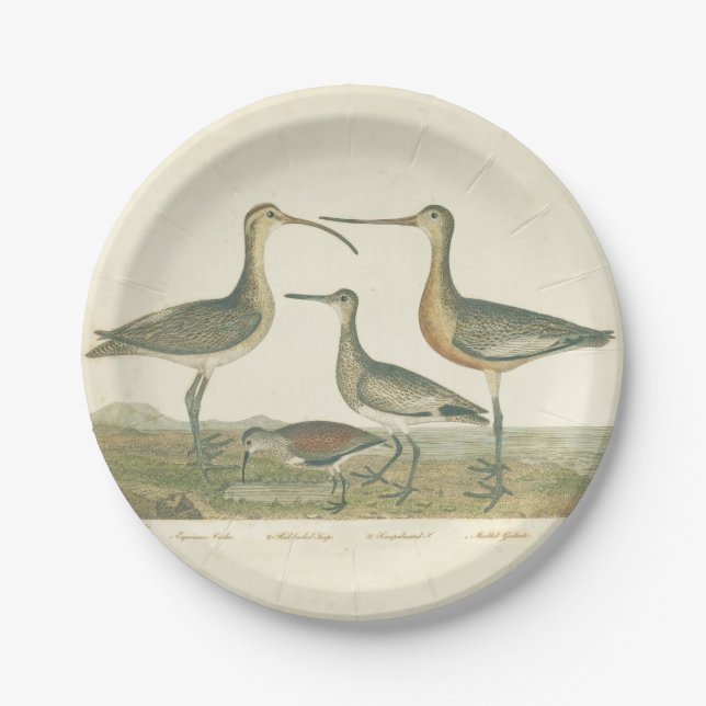 Assiettes En Carton Oiseaux de marais Courlis Oiseaux (Devant)