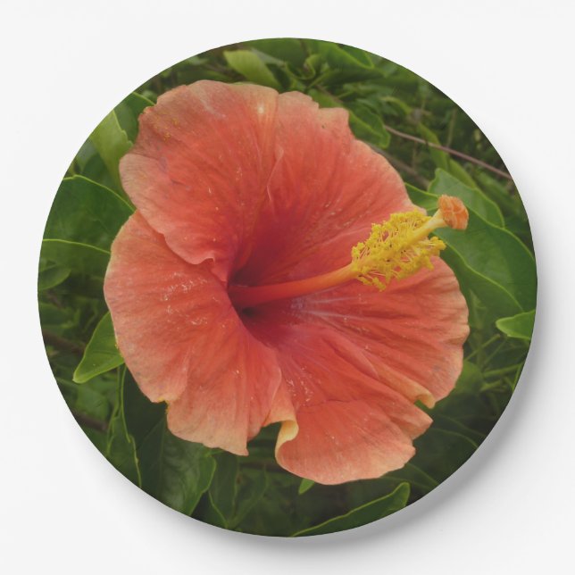 Assiettes En Carton Orange Hibiscus Fleur Tropical Floral (Devant)