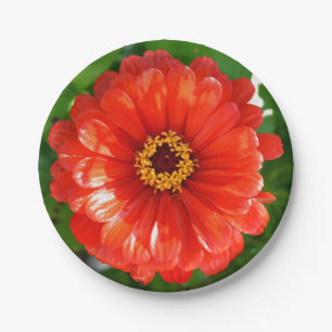 Assiettes En Carton Orange Zinnia