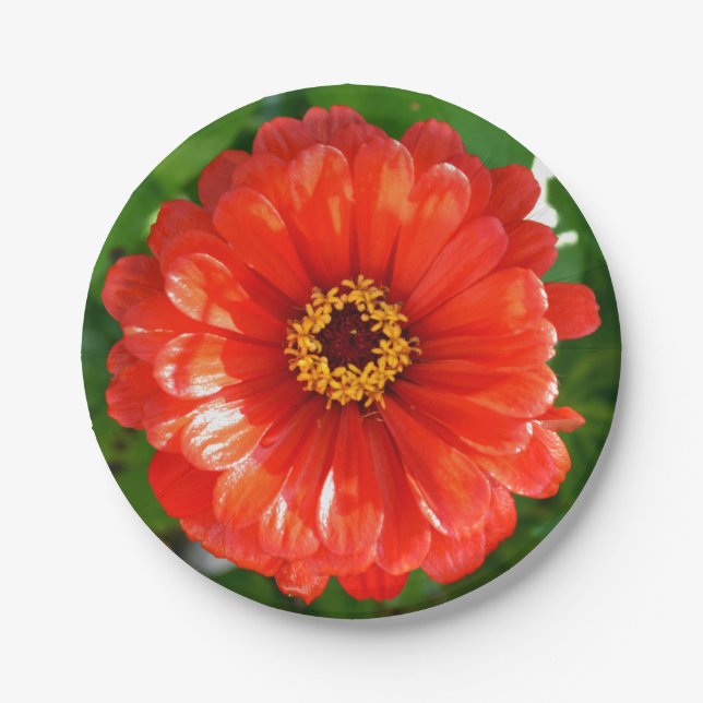 Assiettes En Carton Orange Zinnia (Devant)