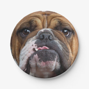 Assiettes En Carton Oreillers à lancer de Bulldog anglais
